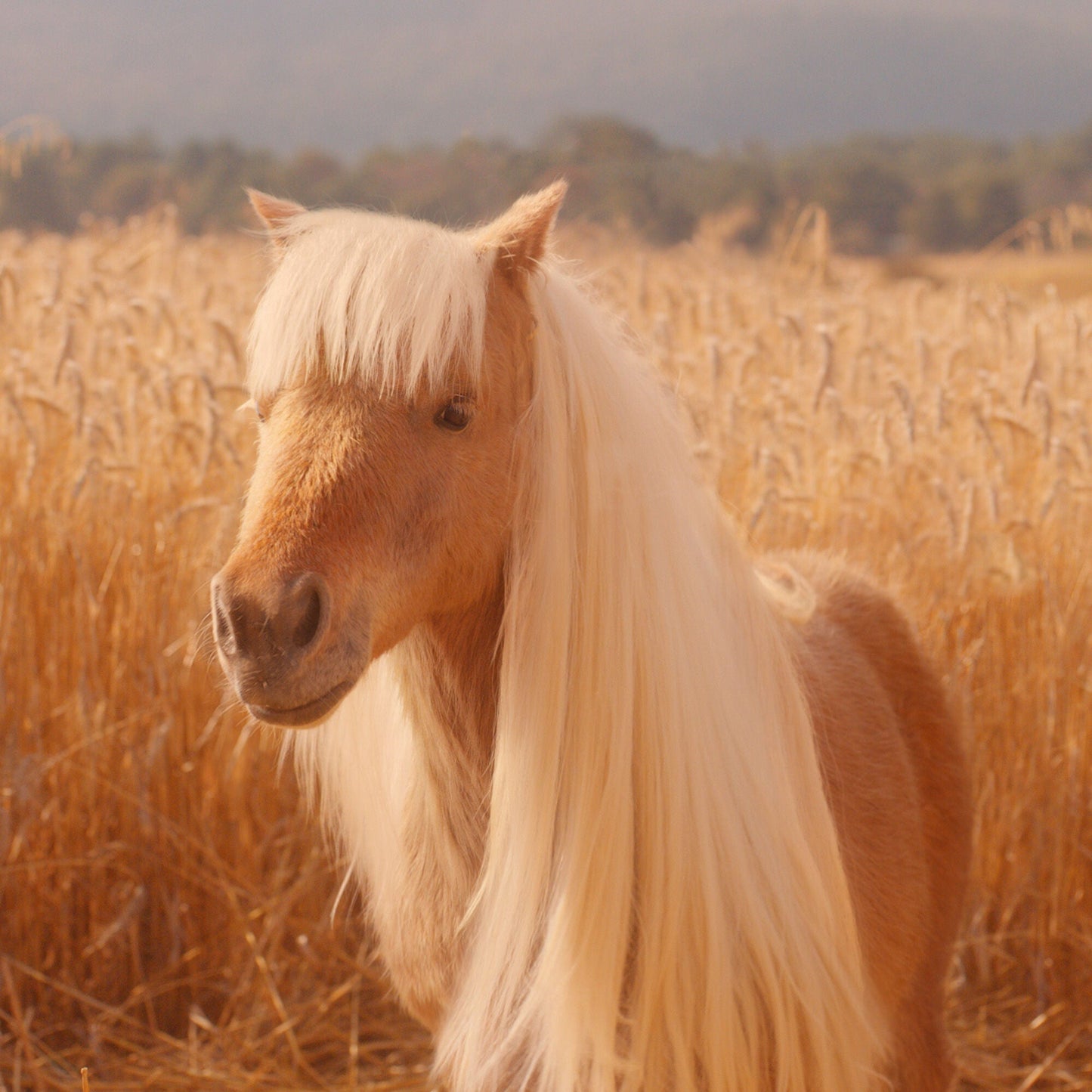 halo-glow-liquid-filter-o3 pony_pdp_2_e2011e9a-b9dd-4967-9b0f-b2fb03df5f80.jpg